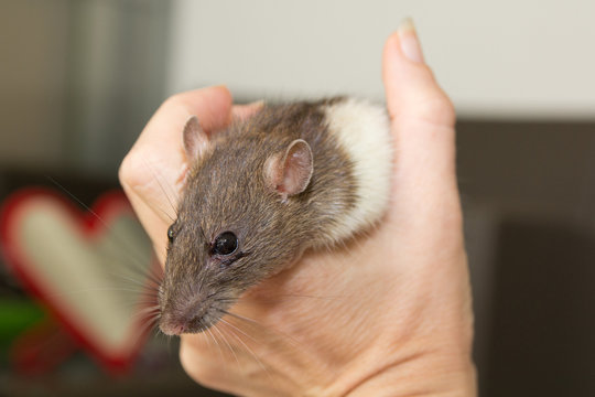 freundschaft mit der kleinen ratte