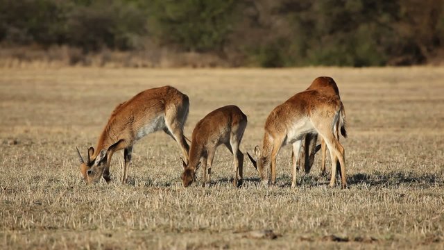 Red lechwe antelopes grazing in open grassland