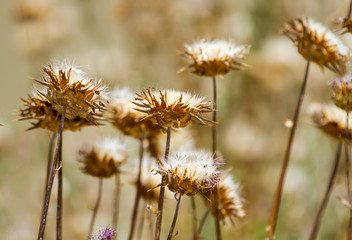 Fototapeta na wymiar Dried flowers