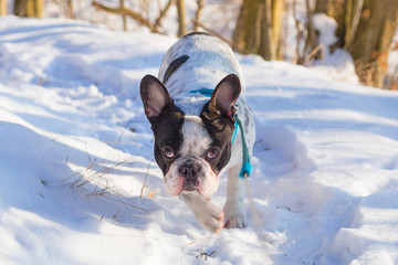 French bulldog on the walk in winter forest