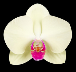 Fototapeta na wymiar Orchid bloom