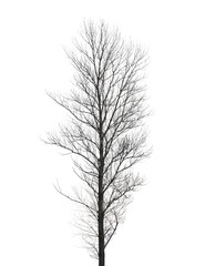 Obraz premium Tall poplar tree without leaves in winter isolated on white