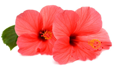 Two pink hibiscus