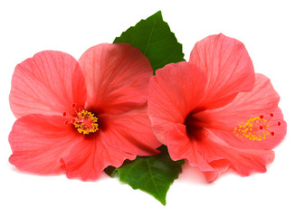 Two pink hibiscus © Ian 2010