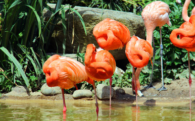 Des flamants roses
