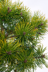 Pine Pinus sylvestris Skjak