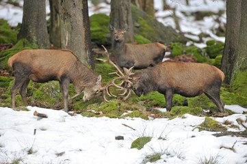 Hirsche Brunftkampf