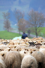 pastor con el rebaño de ovejas por la carretera otoño país vasco 1909-f14 - obrazy, fototapety, plakaty