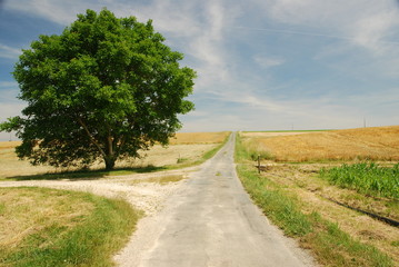 Arbre &agrave; un tournant