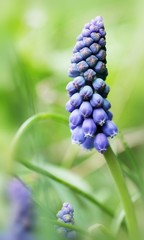 Armenische Traubenhyazinthe / Muscari armeniacum