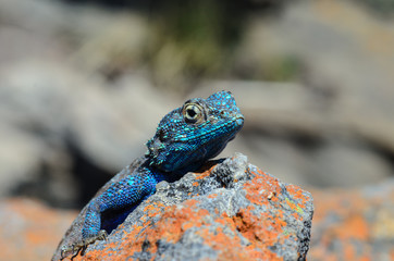 Close-up of a Blue Head Agama lizard