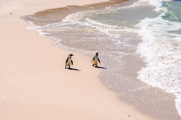 Chatting penguins