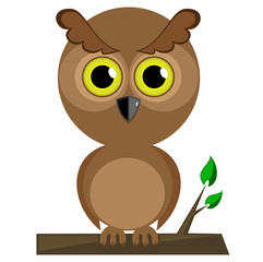 Wisdom owl