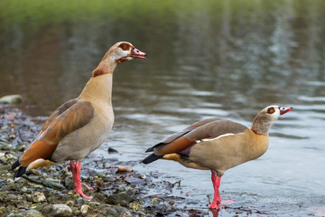 Egyptian Goose