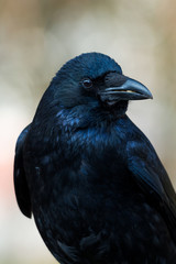 Corvus corone