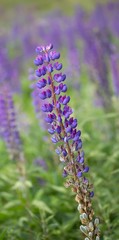 Blaue Lupine / Lupinus angustifolius;