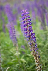 Blaue Lupine / Lupinus angustifolius;