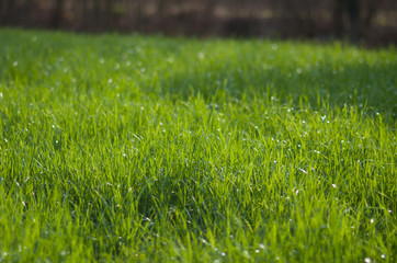 Green grass background