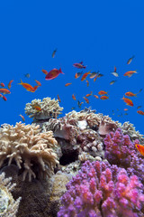 Naklejka na ściany i meble colorful coral reef at the bottom of tropical sea