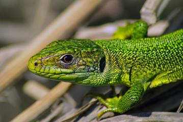 Western green lizard (Lacerta bilineata)
