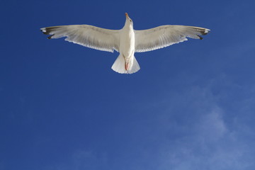 Möwe von unten