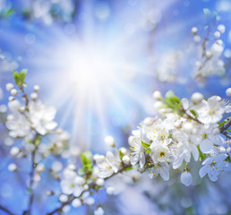 Cherry blossoms over blurred nature background/ Spring flowers