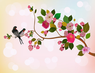 sakura , spring , postcard .