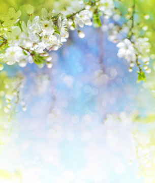 Fototapeta Cherry blossoms over blurred nature background/ Spring flowers