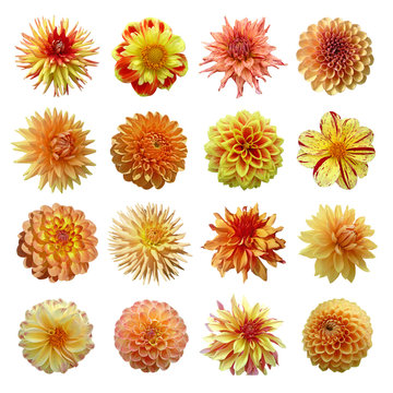 collection dahlias jaune orange