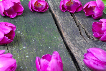 Tulpenrahmen auf Holz