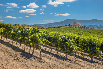 Fototapeta na wymiar Winnica w Toskanii Wiersze w winnicy, Włochy
