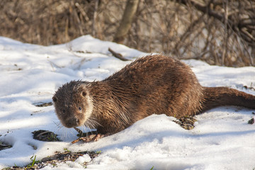 Obraz premium Young European otter (Lutra lutra lutra) in the snow