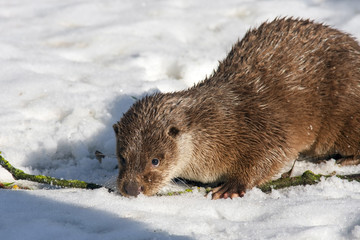 Young European otter (Lutra lutra lutra) in the snow