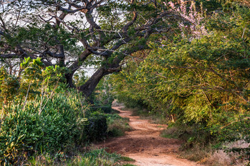 Fototapeta na wymiar red countryside path, Cuba