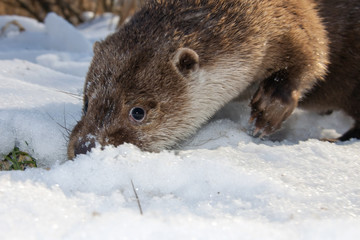 Obraz premium Young European otter (Lutra lutra lutra) in the snow