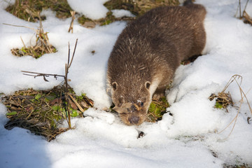 Obraz premium Young European otter (Lutra lutra lutra) in the snow