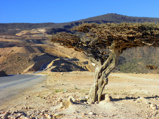 Fototapeta na wymiar lonely tree in the oman desert, seaside landscape