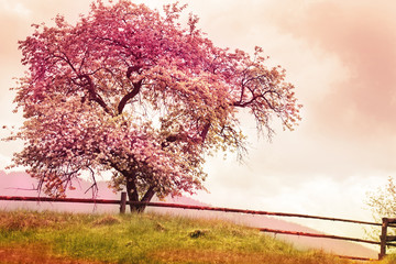 Fototapety  Kwiaty jabłoni na rozmytym tle przyrody / wiosenne kwiaty