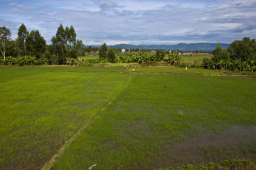 Fototapeta na wymiar Countryside in Southern Vietnam