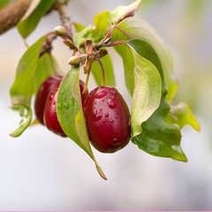 Kornelkirschen /  Cornel
