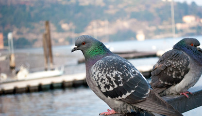 pigeon