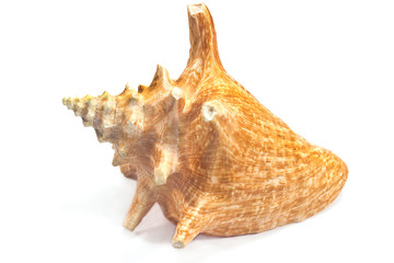 Marine sea shell isolated on white