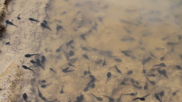 Toad tadpoles swimming