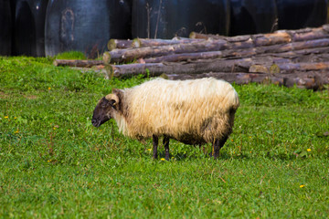 Latxa sheep in Pyrenees of Navarra grazing in meadow