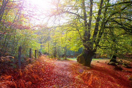 Autumn Selva de Irati beech jungle in Navarra Pyrenees Spain