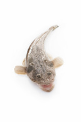 Obraz premium コチ