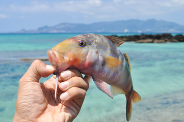 沖縄の釣り - 61224325