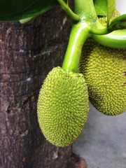 The young jack fruit