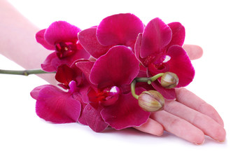 Fototapeta na wymiar Hand with beautiful blooming orchid isolated on white