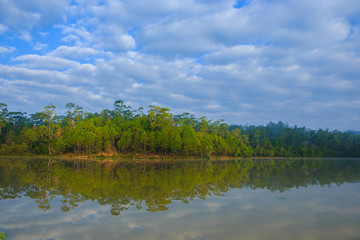water reflection of pine tree in reservior